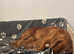 Working cocker spaniel Puppies