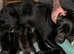 Cane Corso Italian Mastiff Girl Pups. Vaccinated. Ready NOW!