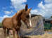 Arabian high % Part-bred Colt