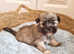 Lhasa Apso puppies pure bred