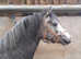 Rambling Rose(Open to offers around £1000)