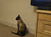 Saimees pure breed female  cat