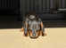 Miniature Dachshund puppies