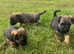 Border Terrier puppies