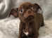 Smooth Coat Chocolate Chihuahua Puppies