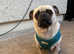 Pug/Chihuahua mix