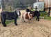 32" gorgeous Shetland colt