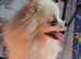 Tiny Pomeranian girl