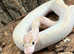Ivory Royal Python at Birmingham Reptiles