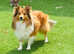 Health tested sable boy available for stud
