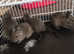 5 degu pups for sale - 4 females and 1 male, 8weeks old