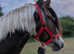Smart coloured pony