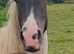 Rising 2 Heavy cob x  filly to make 15.1/ 15.2