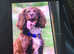 Female cocker spaniel