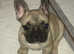 3 male frenchies 3 female frenchies