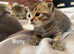 Beautiful British shorthair kittens