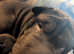 1 year old Shar pei for sale