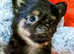 Five puppies for sale