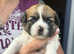 Zuchon ( teddybear) Puppies for Sale