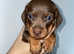 KC Registered PRA Clear Mini Dachshunds Ready to Leave