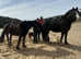 Welsh cross cob