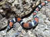 Tricolour Hognose at Birmingham Reptiles