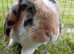 Lops rabbits