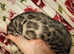PURE G5 / F5 Bengal Kittens Latest Colours Silver Blue Charcoal, Brown Charcoal