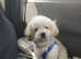 3 year old bichon boy