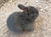 Mini rex baby bunnies