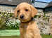 Stunning KC reg Labradors