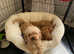 2 poodle dog puppies