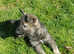 Rare wolf/grey Tamaskan female puppy PRICE REDUCTION