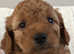 Cockapoo fb1 puppies ready to go in two weeks