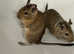 Two baby male degus. £30