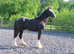 Beautiful Black  registered Colt