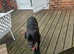 Black labradoor for sale