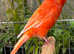 Colour canaries - Red factor, border and Fifes