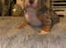 Olde english bulldog puppies