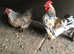 Chicken male