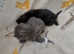 Lovely half British kitten two girl.......