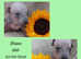 American hairless terrier puppies