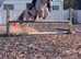 Stunning 14.1 sporty cob mare
