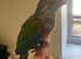 Handreared Crimson Conure