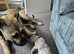 10 month old huge presa canario