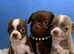 Chihuahua puppies for adoption and rehoming