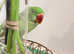 Stunning young alexandrine parrot