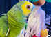 Amazon parrot