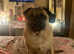 Beautiful stunning loyal boy pug