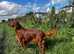 Irish Setter Puppies for sale